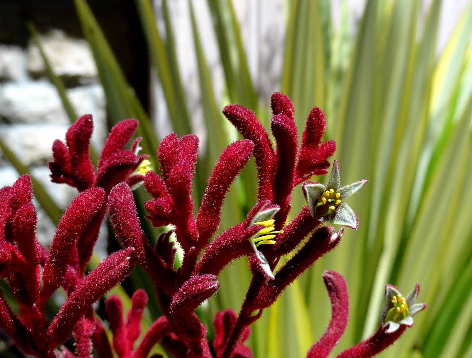 Анигозантос приземистый посадка и уход в домашних условиях выращивание из семян фото видов