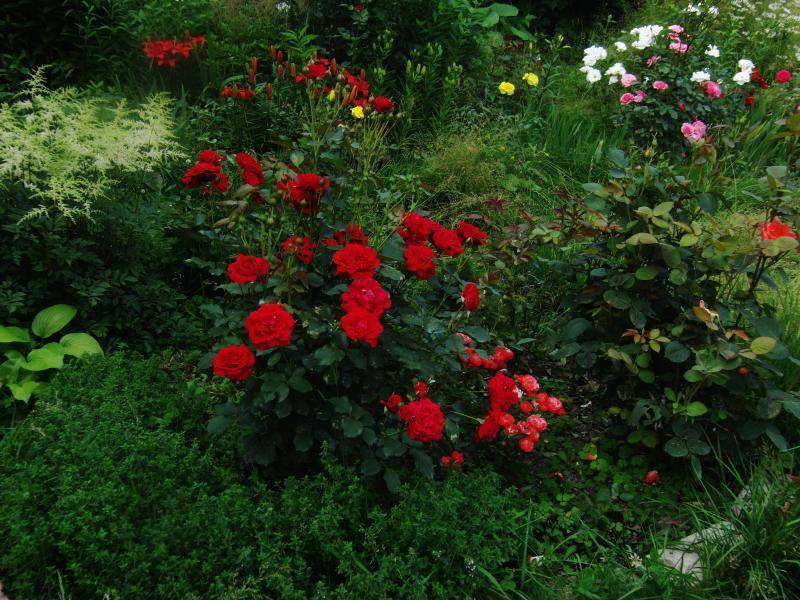 Описание и характеристики розы сорта нина вейбул, посадка и уход