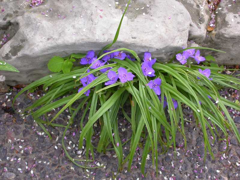 Посадка цветка традесканция садовая и уход за ним – фото растения