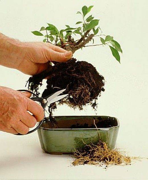 Как вырастить бонсай из дуба в домашних условиях — корневая обрезка и удобрение