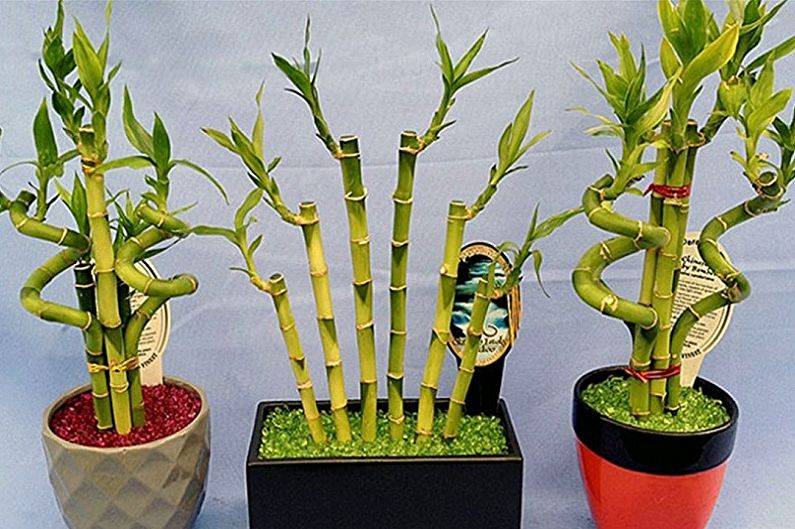 Бамбук: выращивание из семян и уход в домашних условиях
