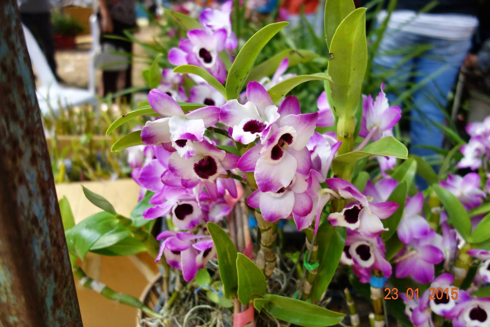 Синяя орхидея: фото, описание цветка, выращивание и правила ухода