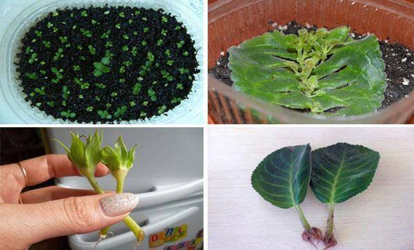 Выращивание глоксинии из семян в домашних условиях, размножение клубнями и черенками, уход