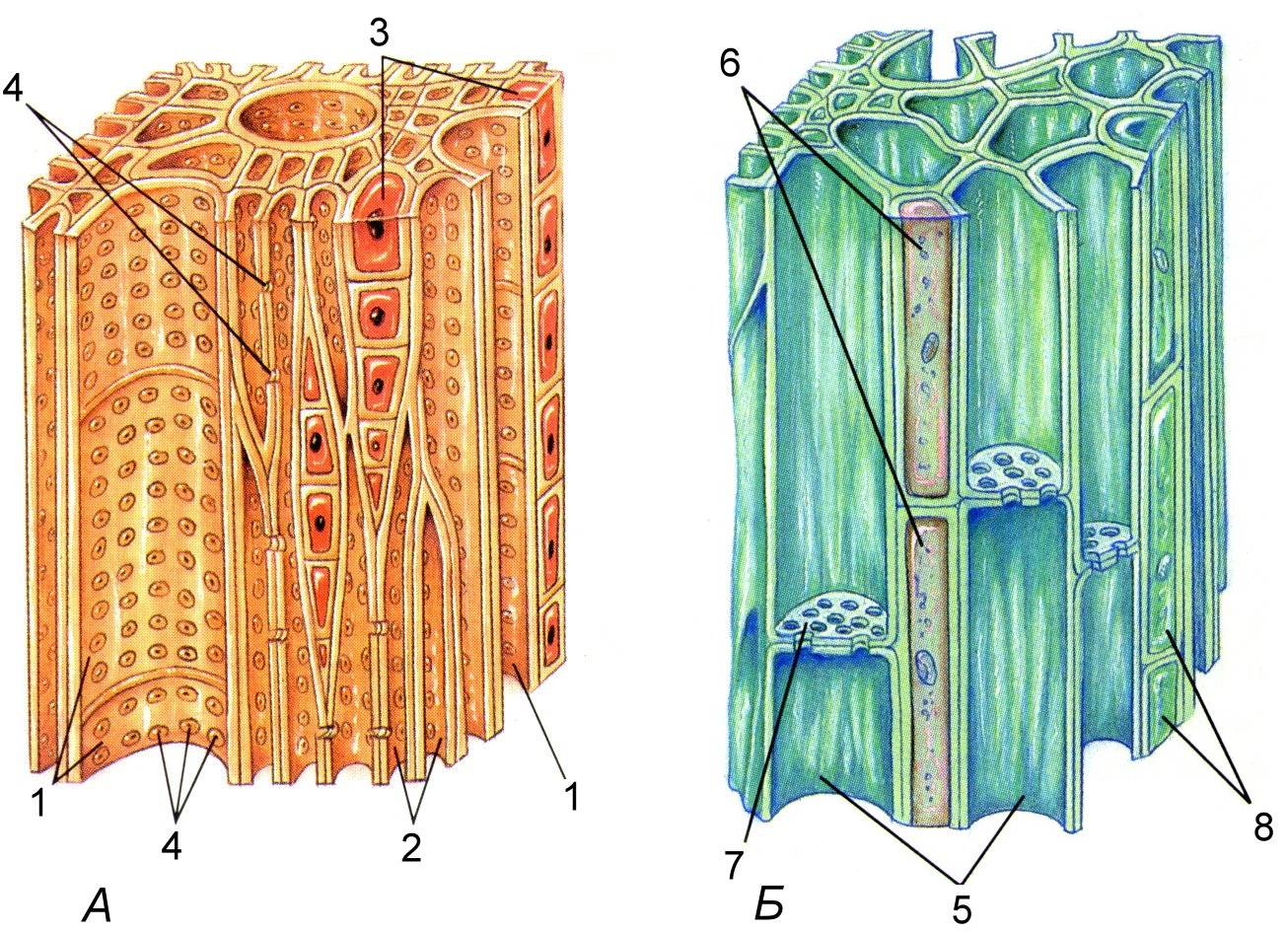 Живые клетки проводящей ткани. Клетки древесины Ксилема флоэма. Проводящая ткань растений Ксилема и флоэма. Ксилема и флоэма это ткани. Ткани растений Ксилема флоэма.
