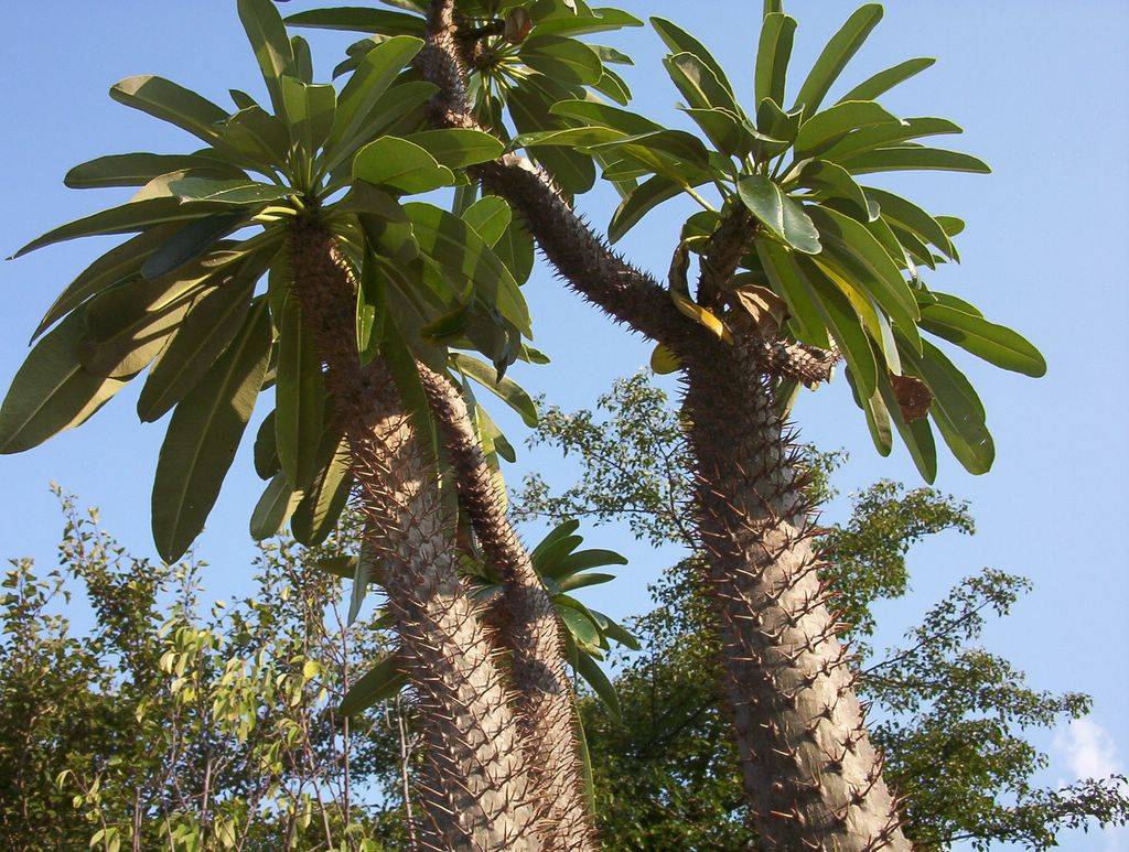 Африканский экзот пахиподиум ламера или мадагаскарская пальма