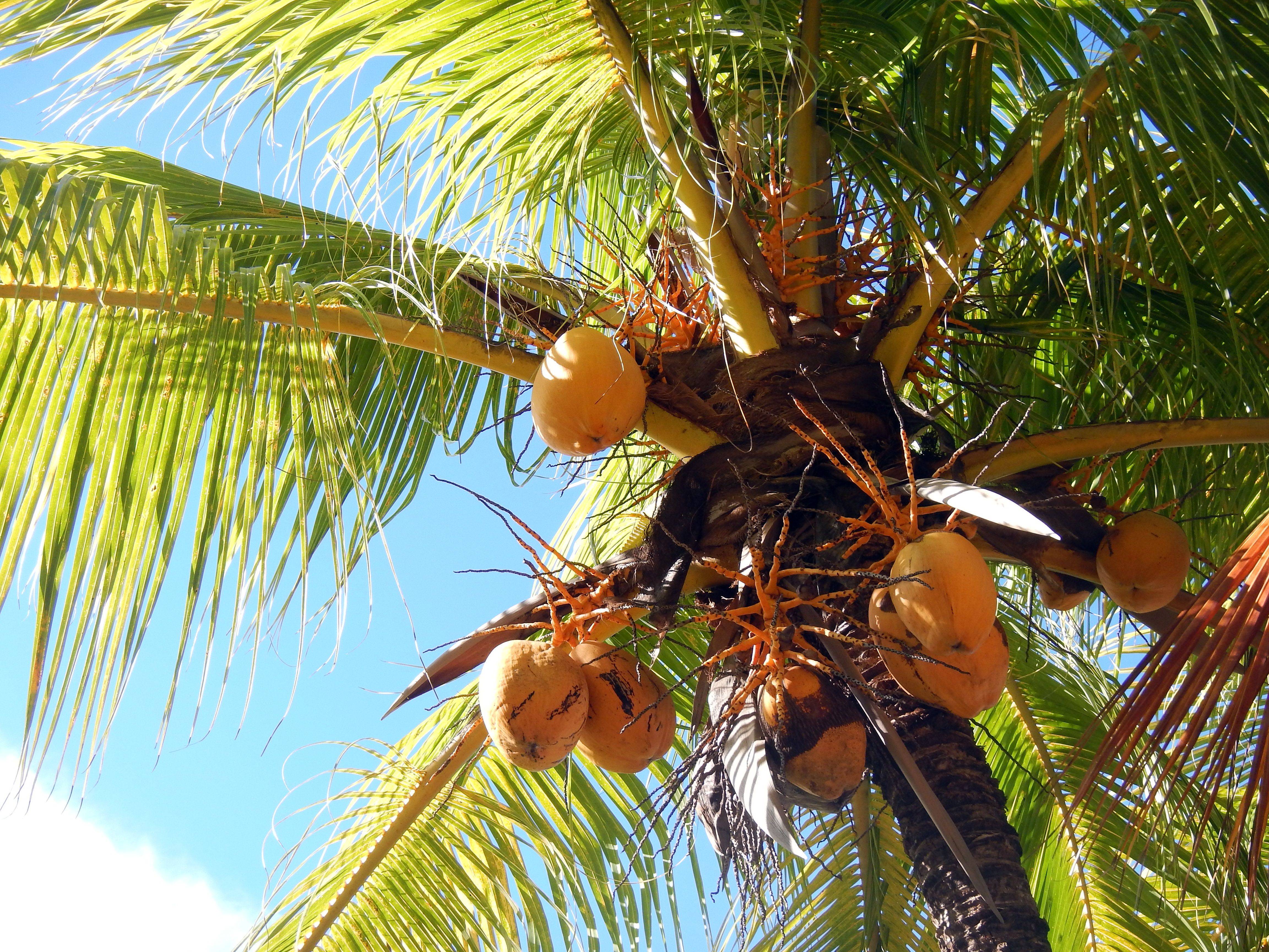 Кокосовая пальма - уход, пересадка, проблемы выращивания, обрезка, размножение