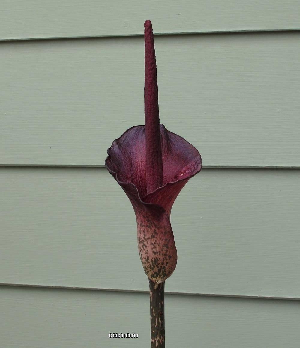 Аморфофаллус, или лилия вуду. уход, выращивание размножение. цветок. фото. — ботаничка