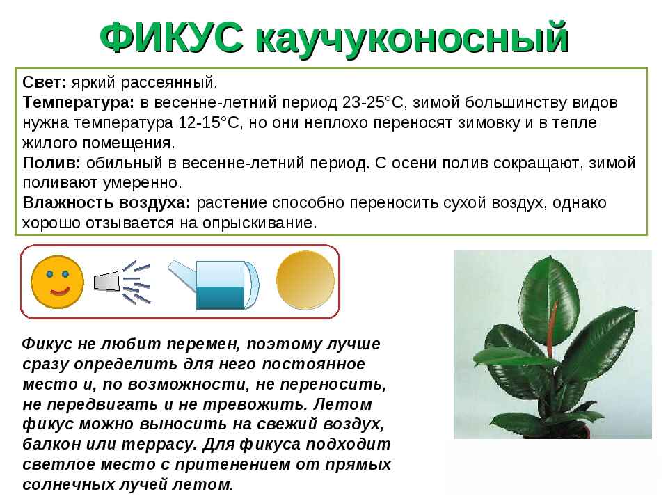 Паспорт растения образец