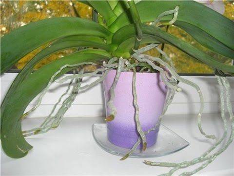 Корни орхидеи вылезли из горшка: что делать, если корни растут вверх и вылезают наружу и по каким причинам это происходит