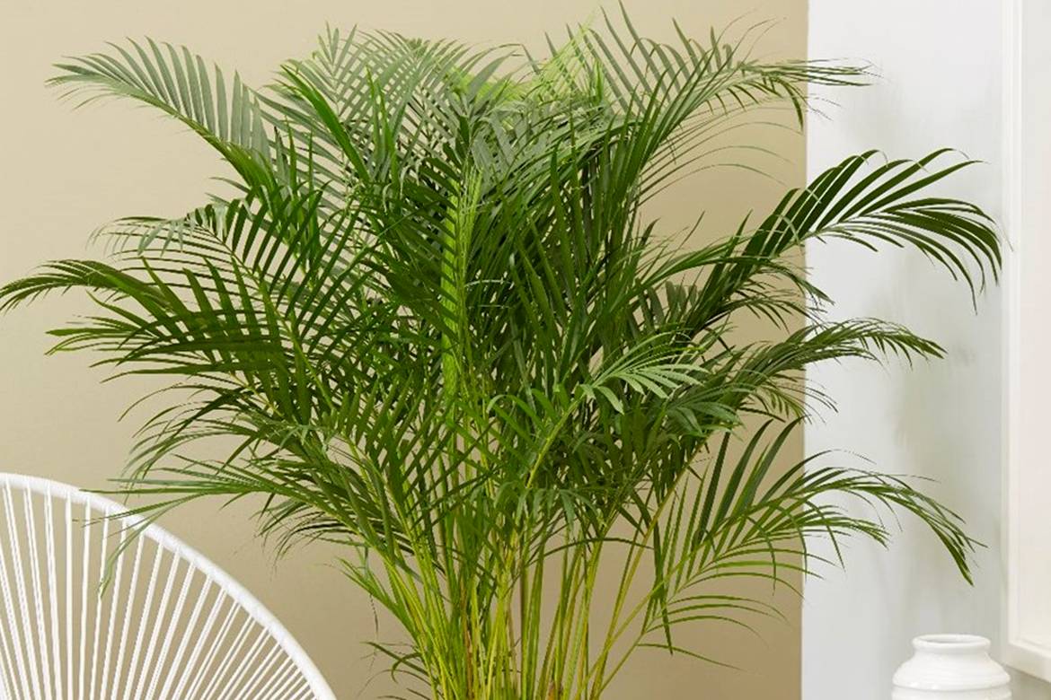 Финиковая пальма в домашних условиях: уход, фото, нюансы посадки и пересадки selo.guru — интернет портал о сельском хозяйстве