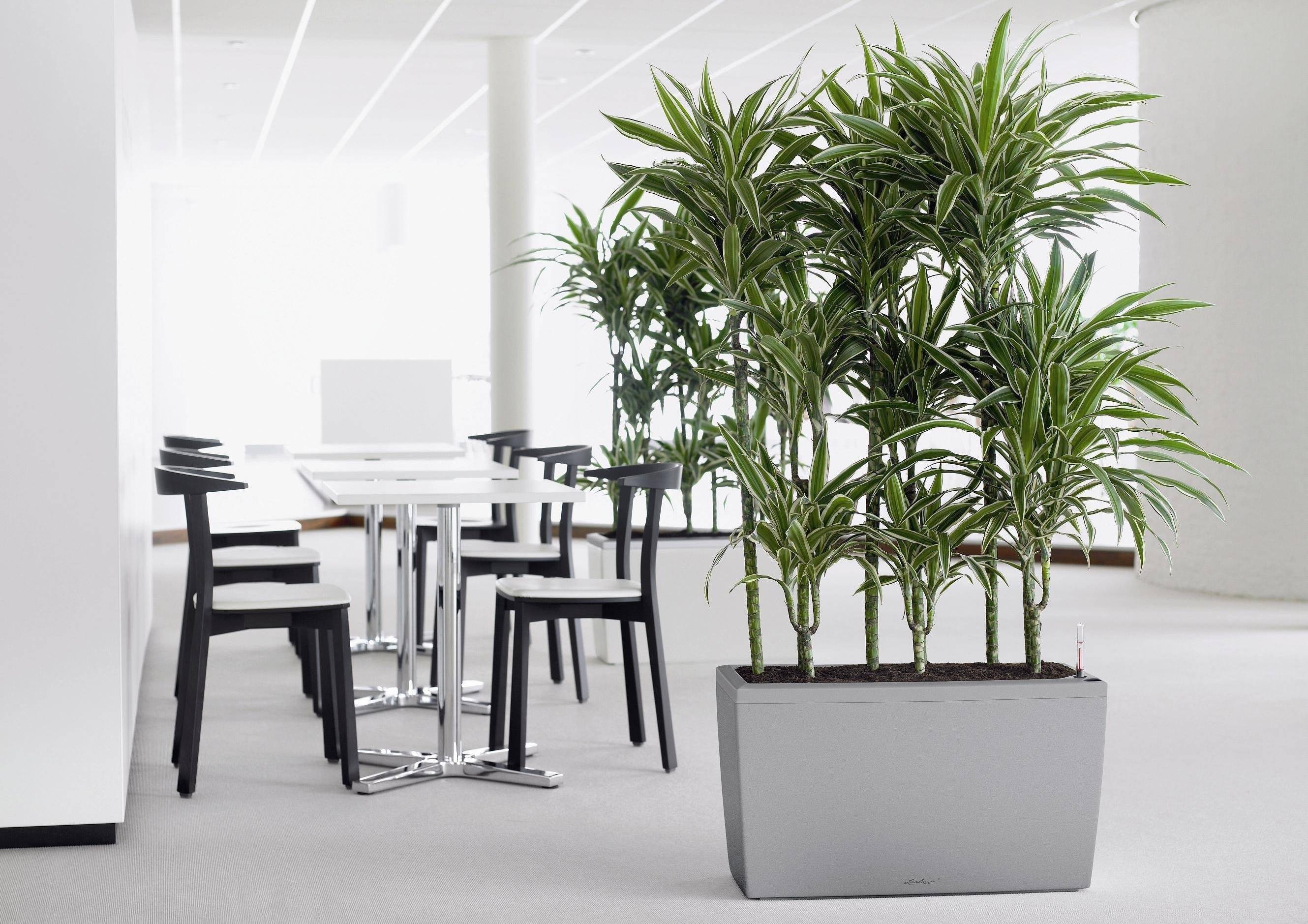 10 лучших комнатных цветов и растений для офиса