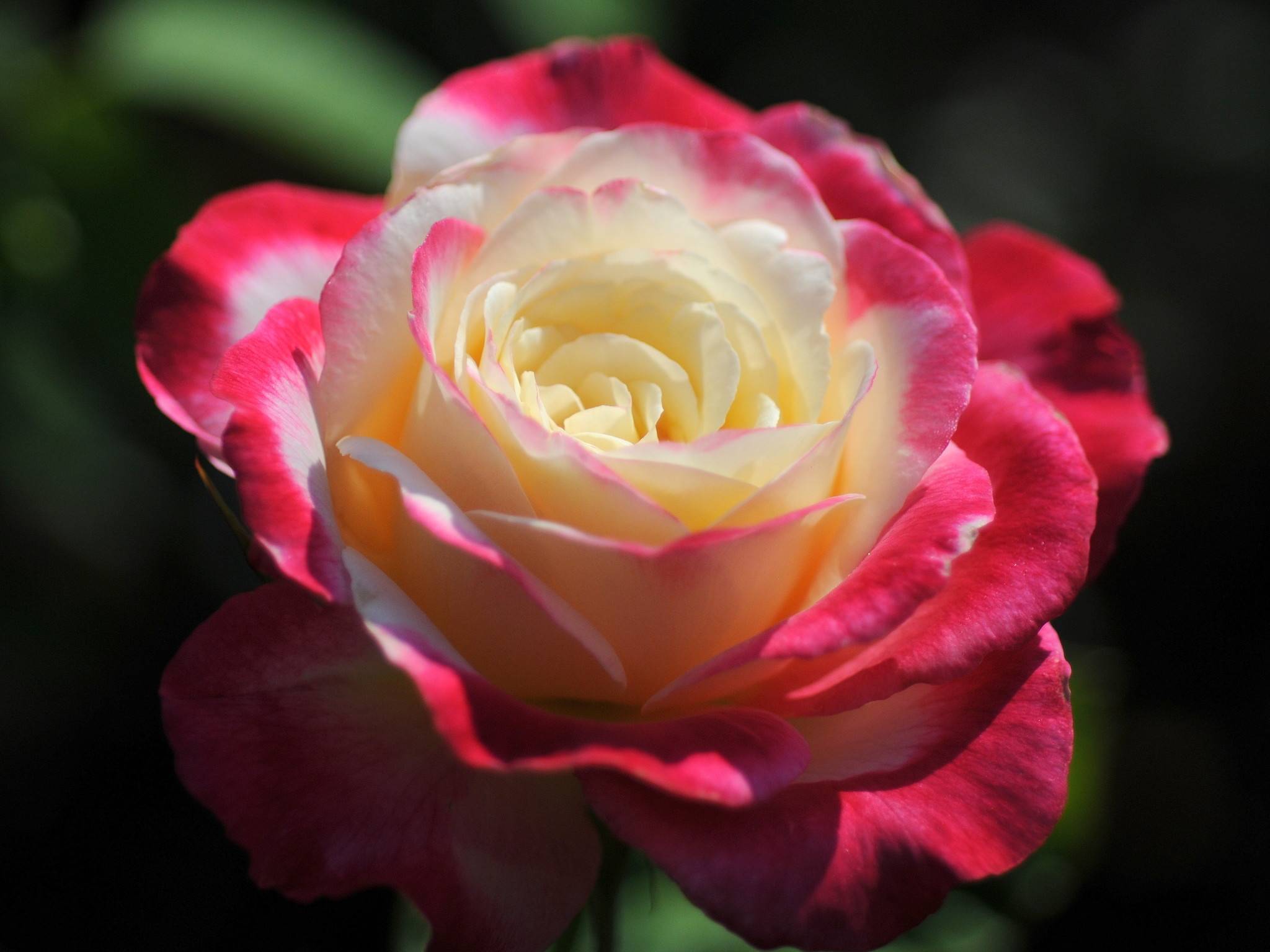 Раскрываем секреты выращивания розы дабл делайт - сад и ферма