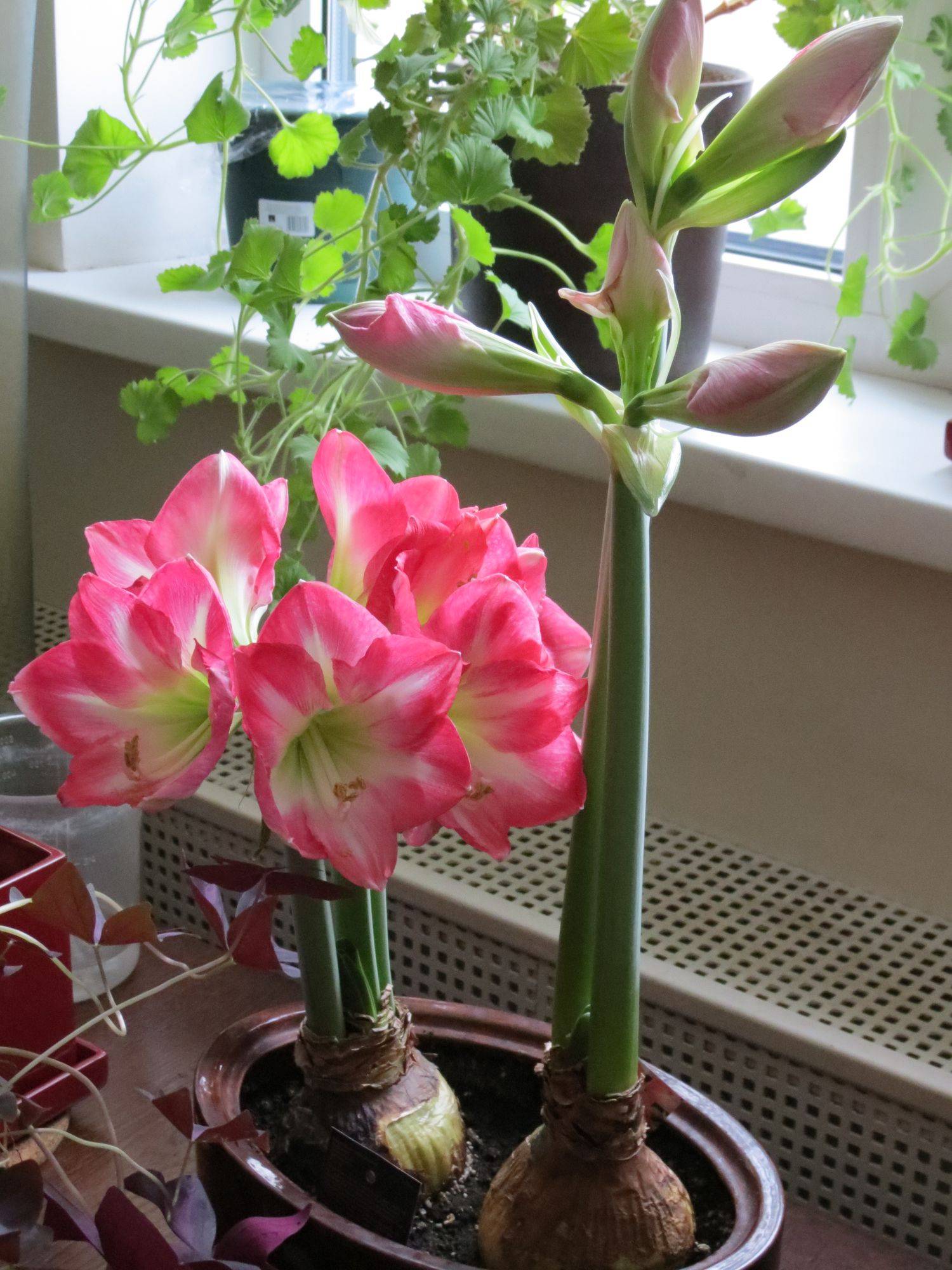 Как добиться летнего цветения гиппеаструма? секреты ухода. фото — ботаничка