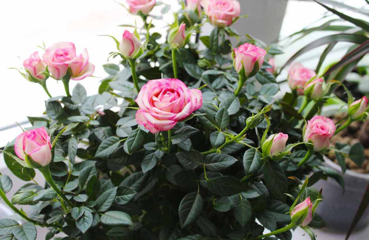 Роза кордана: уход в домашних условиях после покупки