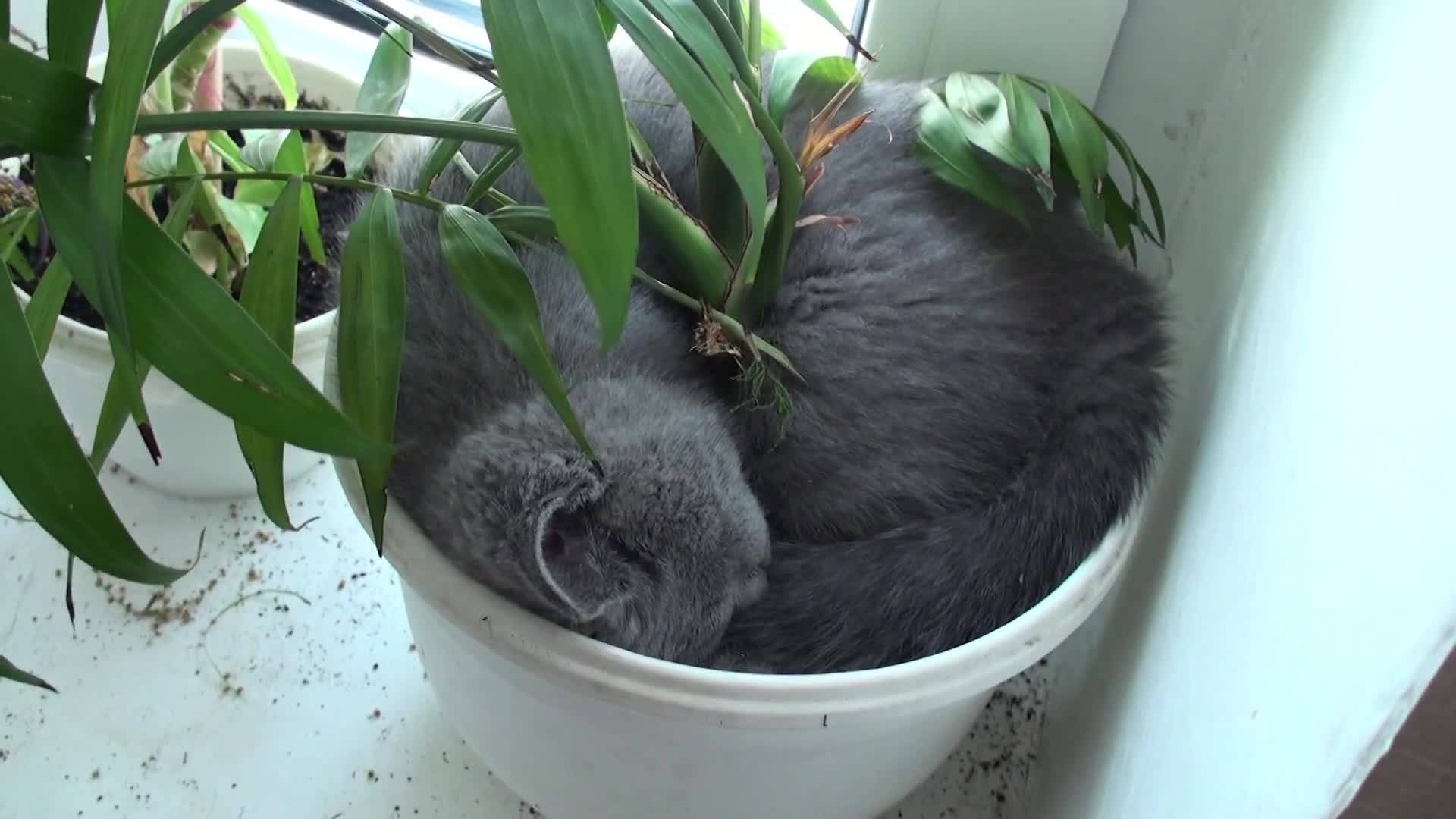 Как отучить кошку грызть цветы