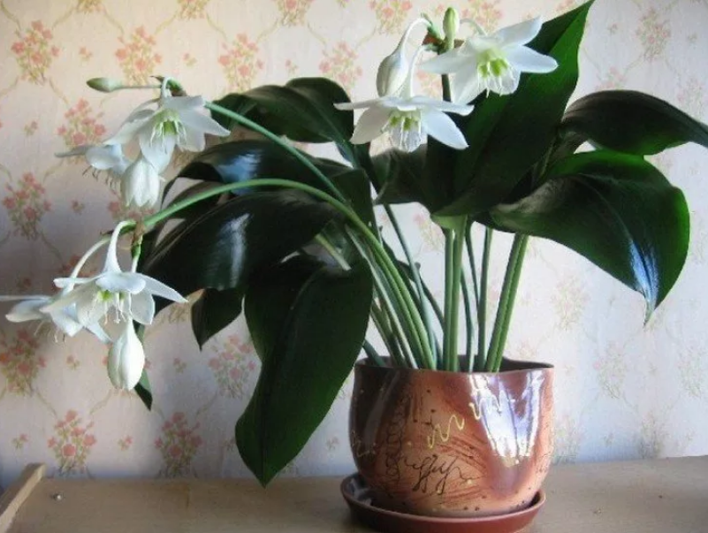 Уход за эухарисом в домашних условиях: правила содержания комнатного цветка, как ухаживать за амазонской лилией летом и зимой