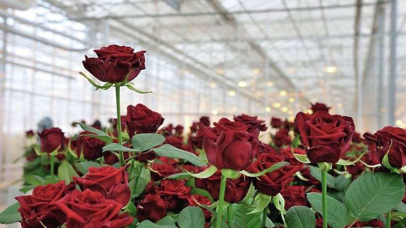 О белых и красных голландских розах: описание и характеристики сортовых растений