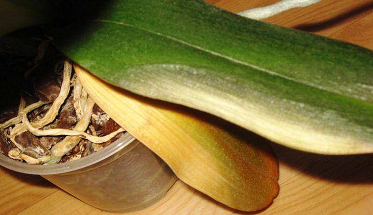 9 причин, почему у орхидеи фаленопсис желтеют и отваливаются нижние листья, и что делать