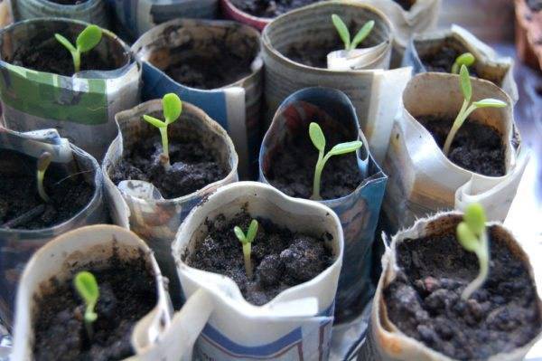 Выращивание люпина из семян — когда сажать на рассаду, даты для 2022 года
