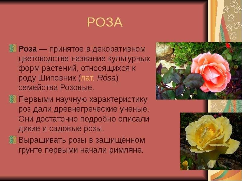 Розы грандифлора: описание, выращивание и уход