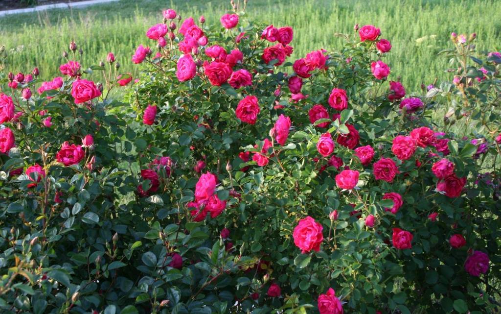 Парковая роза: описание, правила ухода, посадка и размножение, фото - sadovnikam.ru