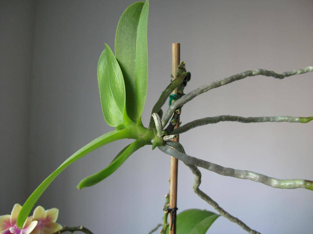 Как размножать орхидею в домашних условиях: размножение черенками и листом, пошаговая инструкция деления цветка для новичков с фото, как размножить семенами?