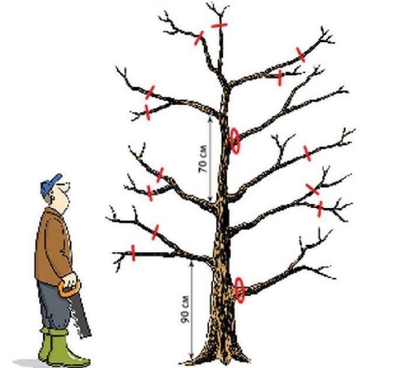 Обрезка плодовых деревьев весной: молодых, старых, удаление волчков, общие правила, схемы и виды, сроки для подмосковья, технология