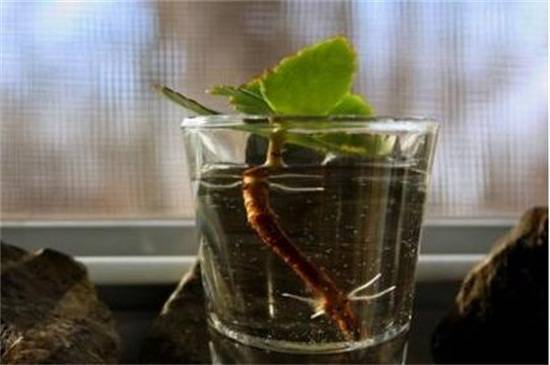 Каланхоэ - размножение листом и черенками в домашних условиях, видео