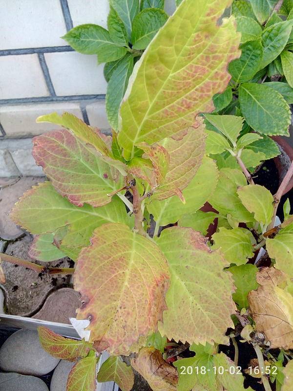 Краснеют листья у свеклы: 7 причин недуга и что делать, чтобы вернуть ботве здоровый зеленый цвет