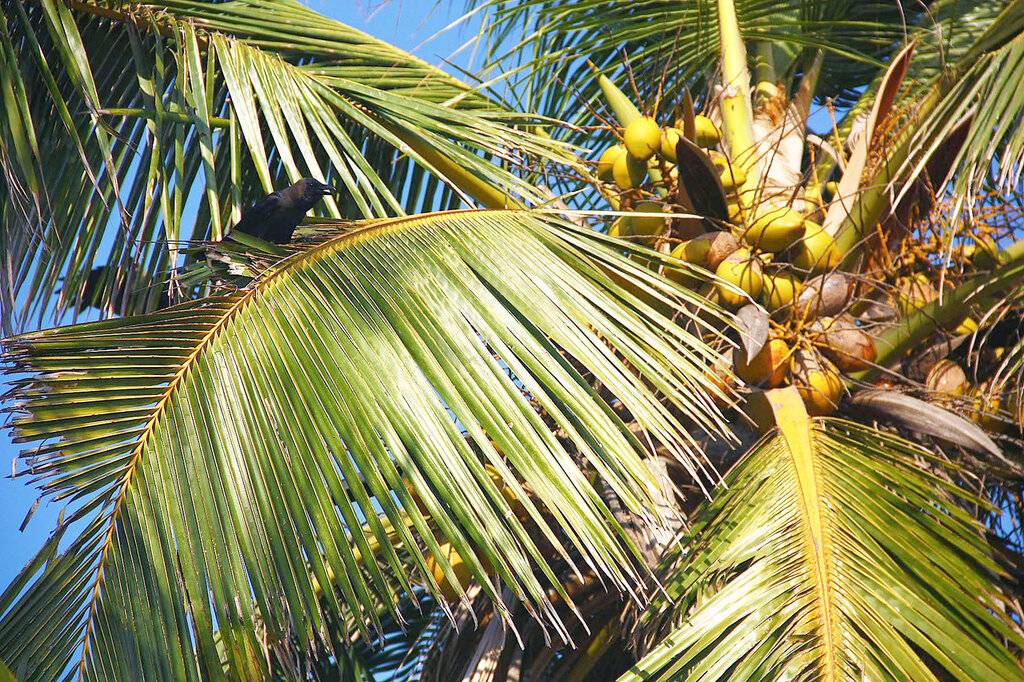 Где и как растут кокосы, в том числе в природе, в какой стране, на каком дереве появляются орехи, сколько зреет плод на пальме?