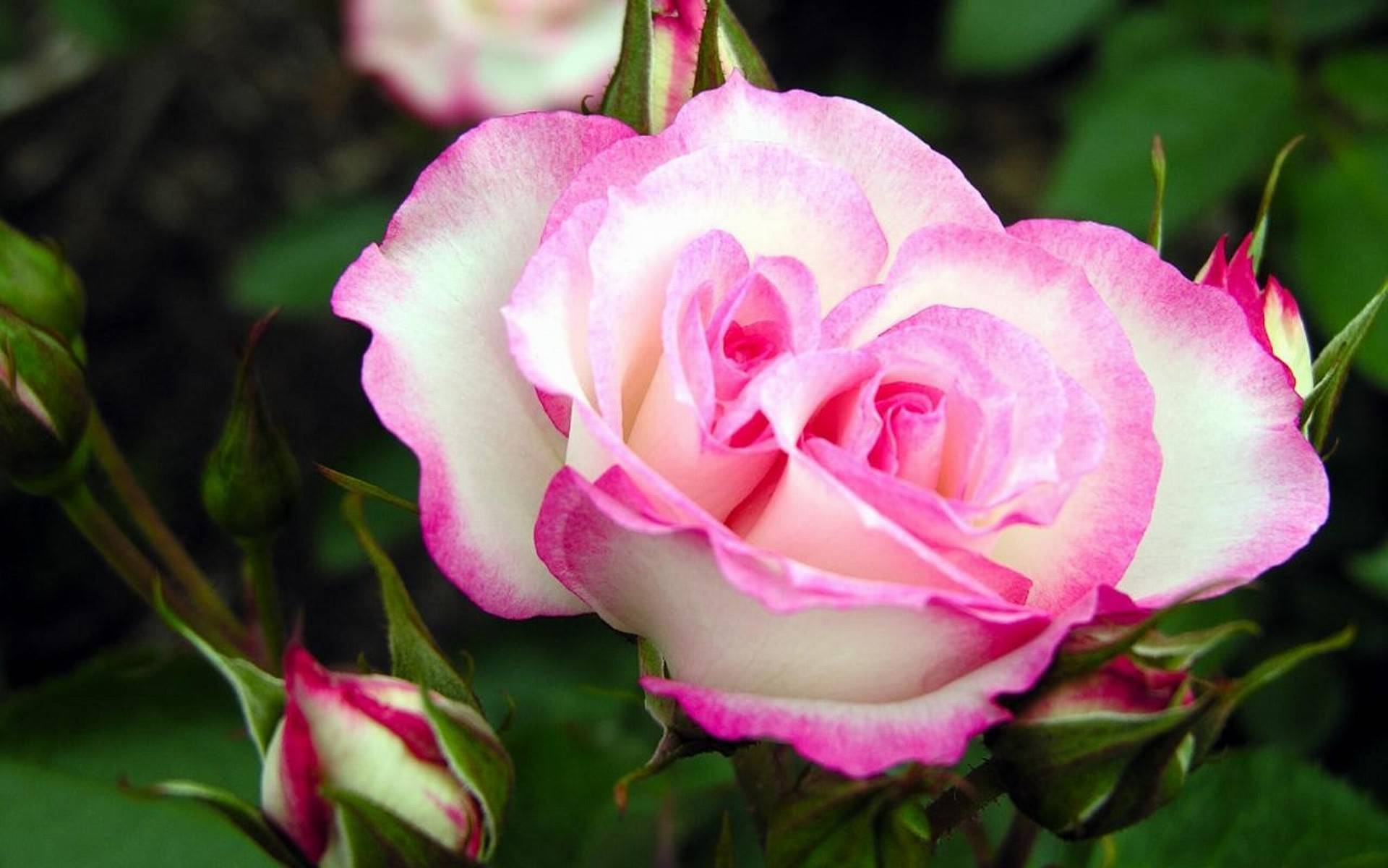 Роза необычного цвета фото