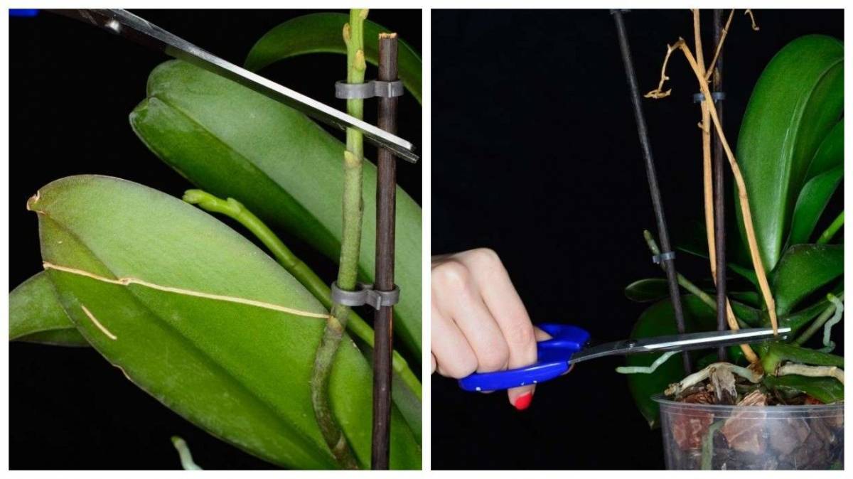 Орхидея после цветения: нужно ли обрезать цветонос и можно или нет удалять стебли и ствол до того, как они увянут и пожелтеют, как купировать стрелки? selo.guru — интернет портал о сельском хозяйстве