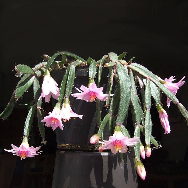 Лесной кактус — «рипсалидопсис» (пасхальный кактус): фото и уход в домашних условиях