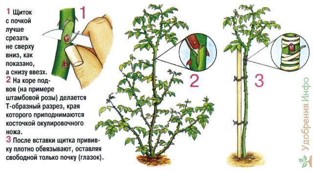 Суданская роза — полезные свойства и вред растения