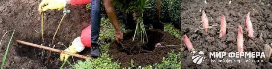 Как посадить и ухаживать за пионами в открытом грунте на садовом участке