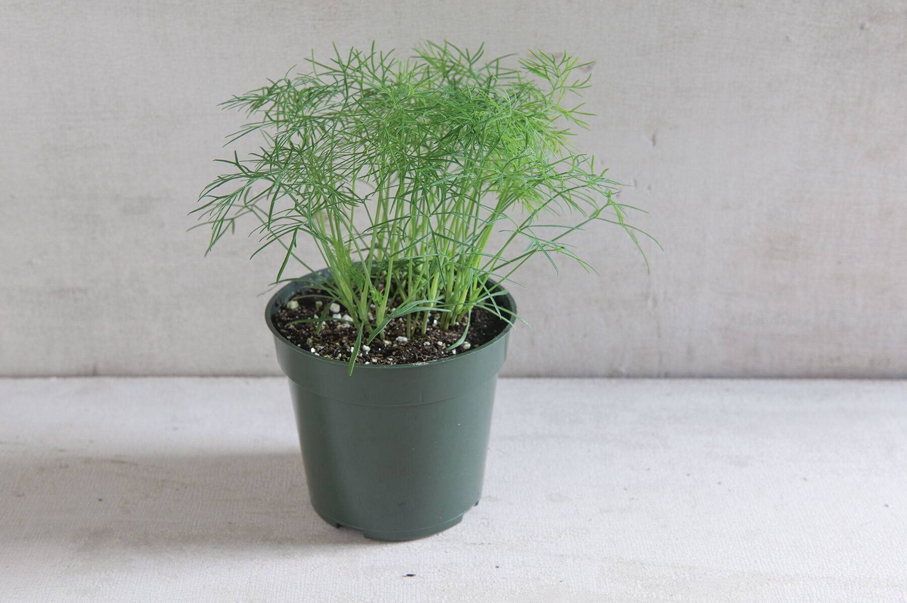 Свежая зелень на вашем столе без больших затрат — выращивание укропа на подоконнике