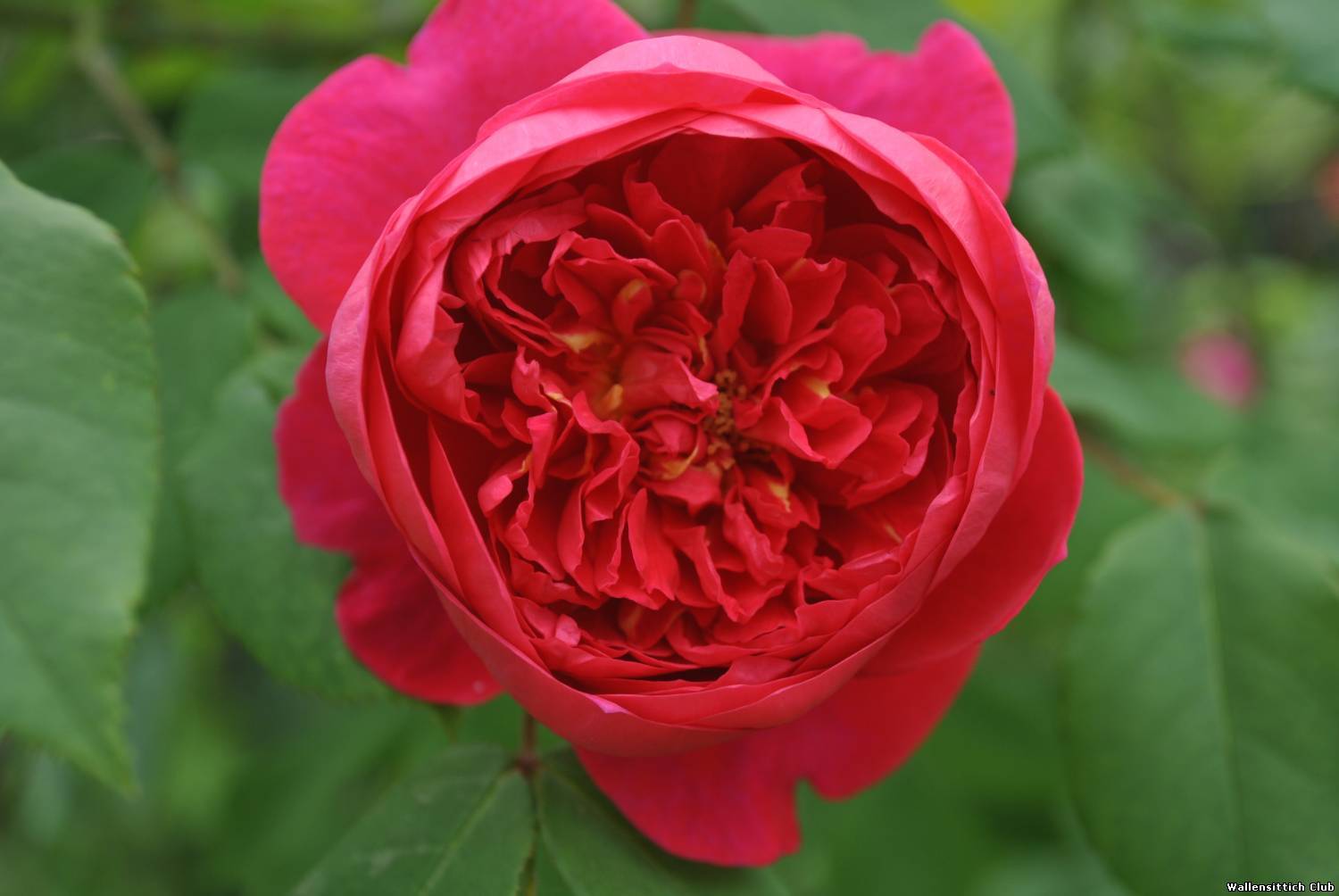 Английская роза: новая старинная аристократка