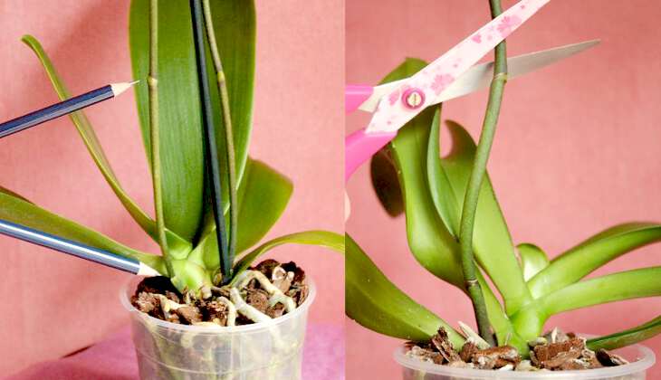 Примеры что сделать с побегом когда орхидея отцвела: варианты в домашних условиях