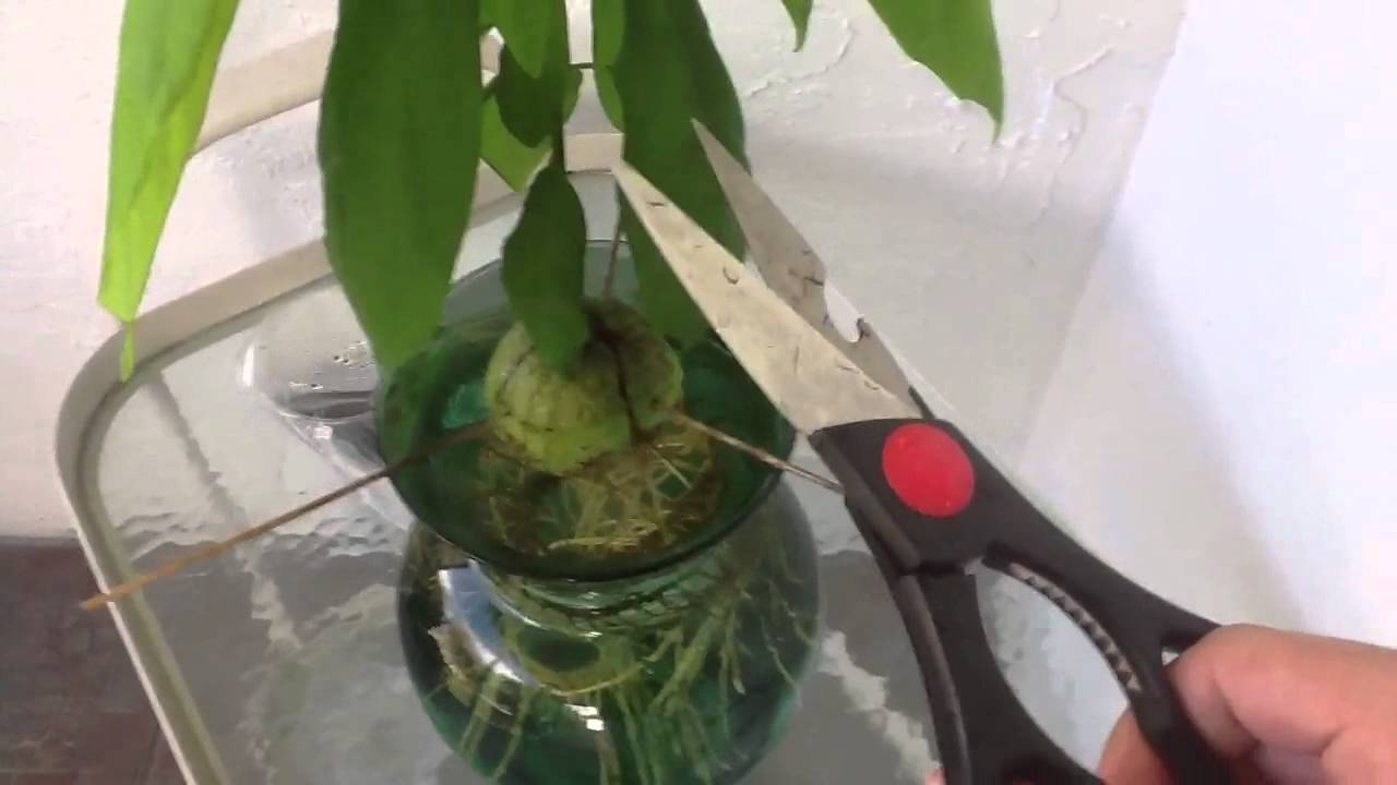 Как пересадить авокадо в другой горшок