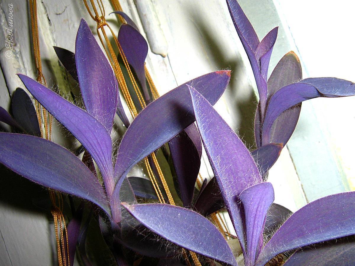Сеткреазия пурпурная: уход в домашних условиях, размножение, свойства