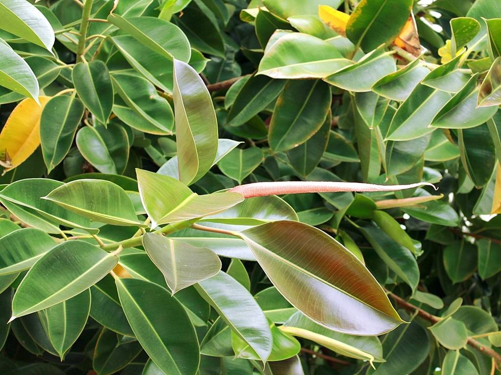 6 основных причин, почему у фикуса могут пожелтеть листья