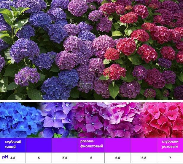 Как сделать гортензию голубой или розовой: чем поливать растение, когда можно менять оттенок и от чего он зависит, какие сорта цветка подойдут для данных целей?