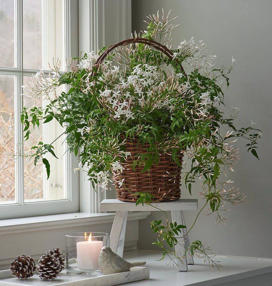 Вместо ароматизатора. комнатные растения, которые наполняют дом дорогим ароматом