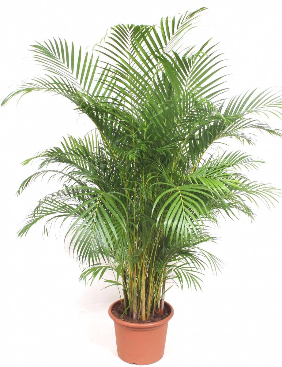 Выращивание пальмы арек хризалидокарпус в домашних условиях