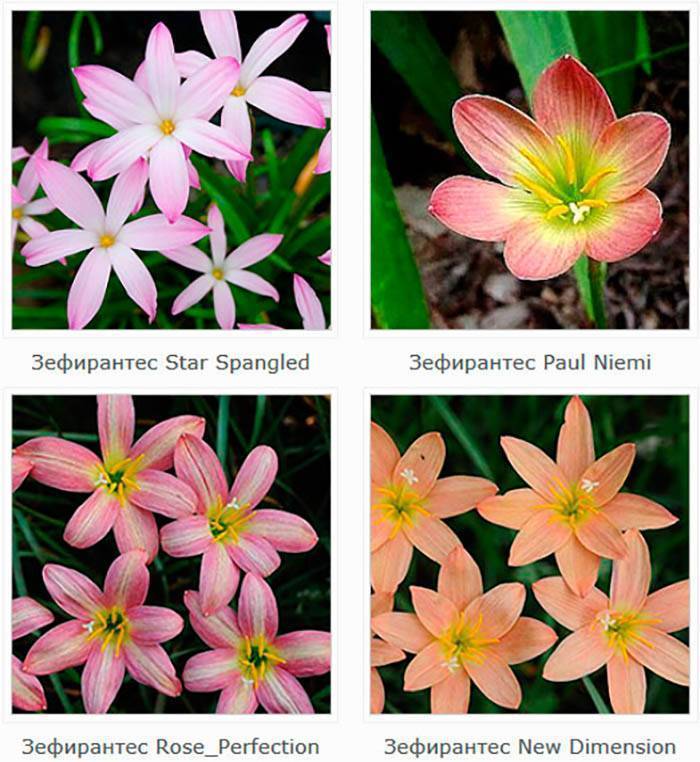 "зефирантес" (выскочка) - неприхотливый цветок: фото растения, уход в домашних условиях selo.guru — интернет портал о сельском хозяйстве