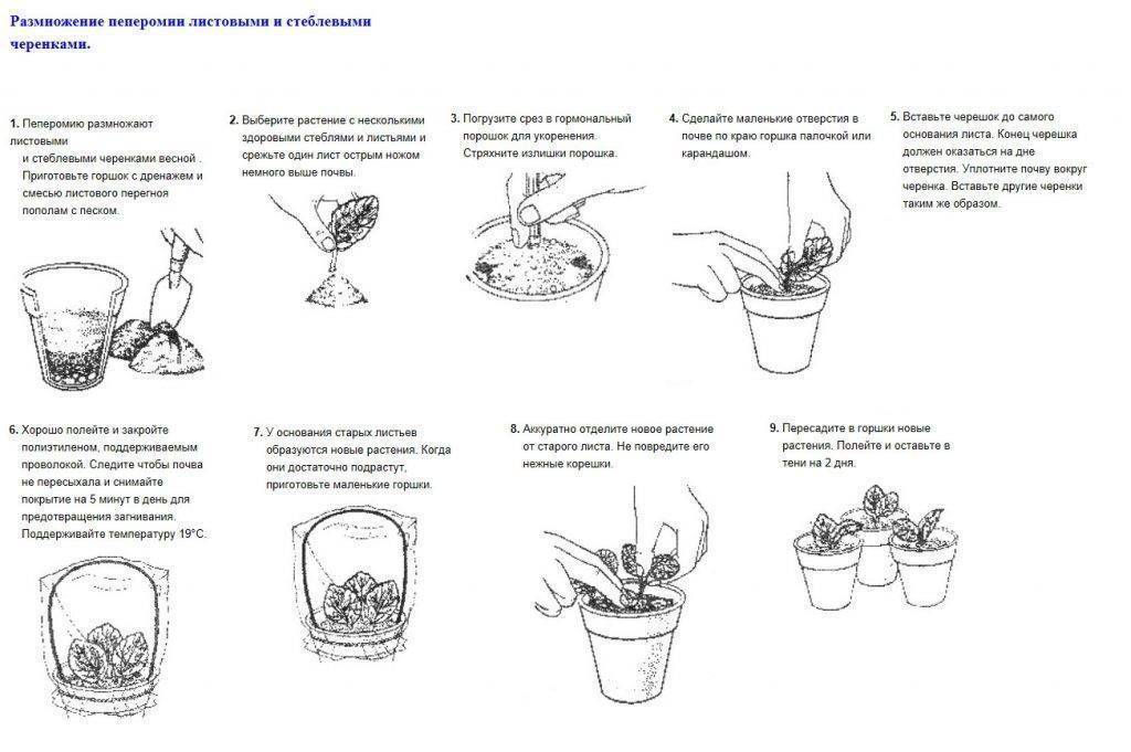 Якобиния цветок — описание растения, размножение и уход
