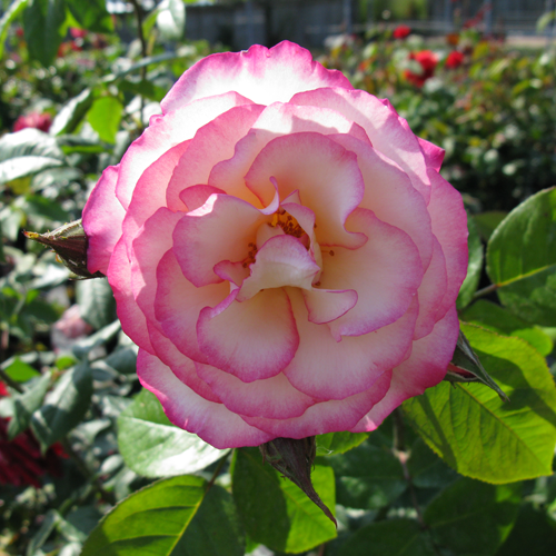 О розе хендель (handel): описание и характеристики сорта плетистой розы