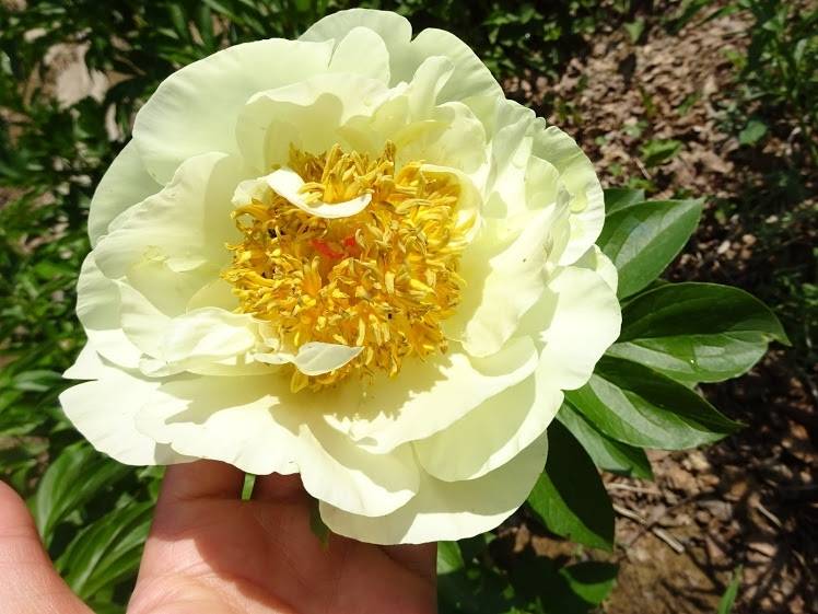 Пион Лемон Шиффон (Paeonia Lemon Chiffon) – как вырастить цветок