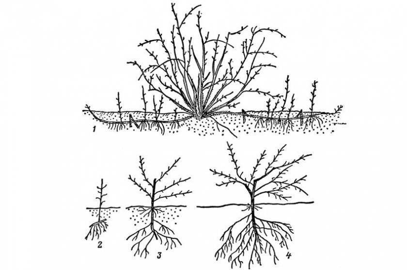 Как размножить крыжовник летом (весной, осенью): зелеными черенками, отводками, способы размножения