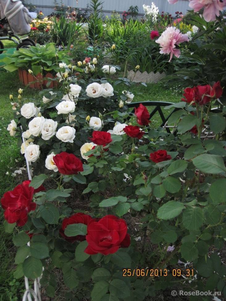 Описание плетистой розы “вестерленд” с отзывами и уходом